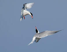 Common Tern