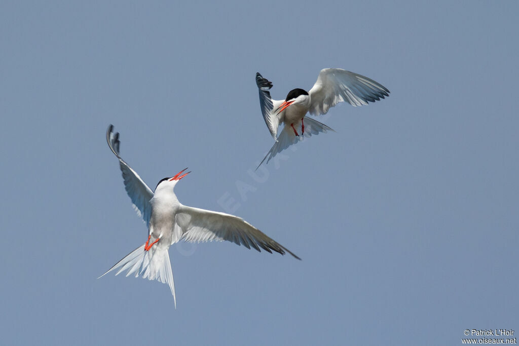 Common Tern