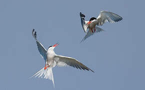 Common Tern