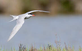 Common Tern