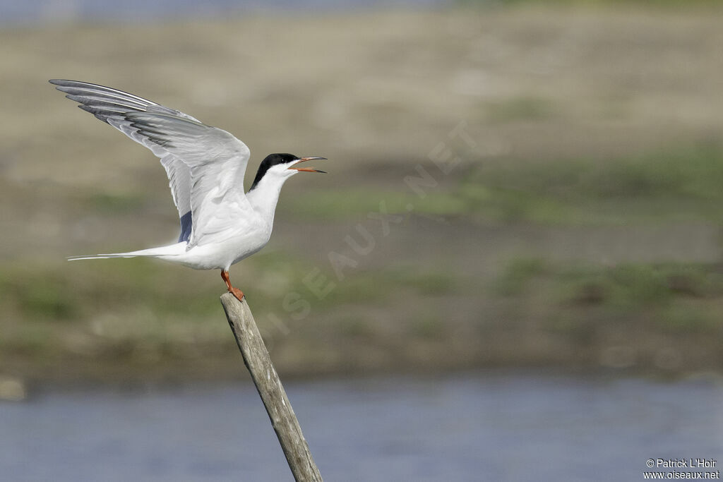 Common Tern