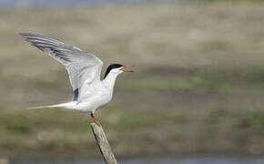 Common Tern