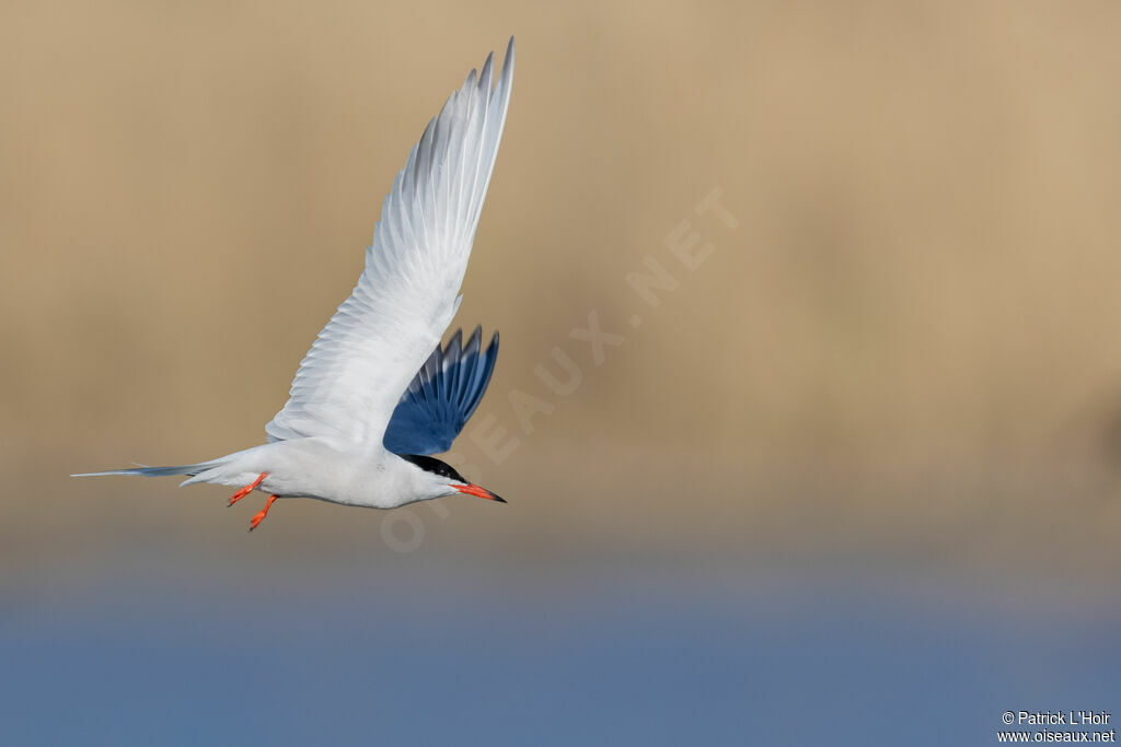 Common Tern