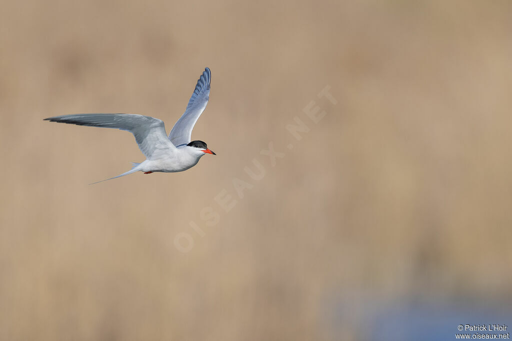 Common Tern