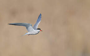 Common Tern