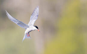 Common Tern