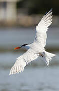 Royal Tern