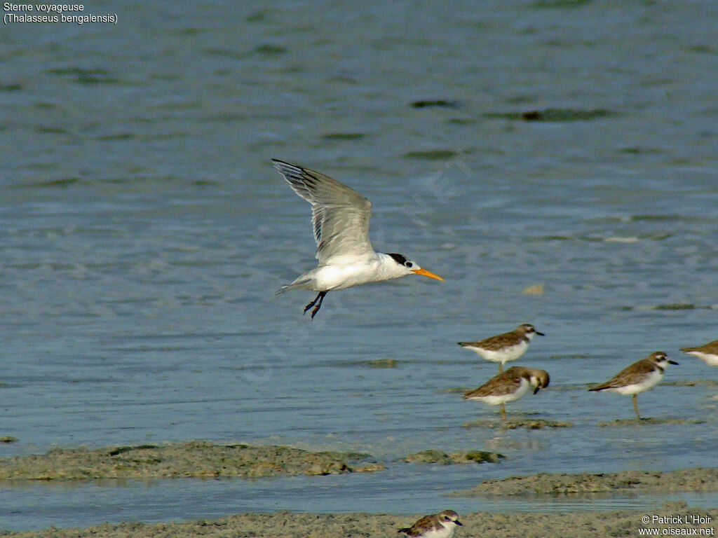 Lesser Crested Tern