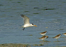 Lesser Crested Tern