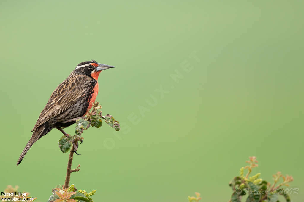 Long-tailed Meadowlark