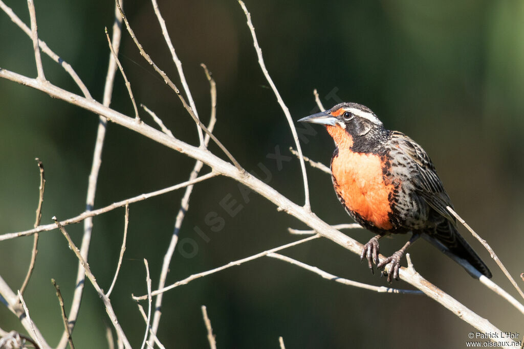 Long-tailed Meadowlark