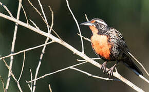 Long-tailed Meadowlark