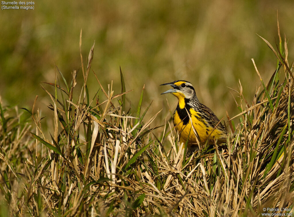 Eastern Meadowlarkadult