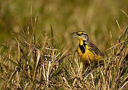 Eastern Meadowlark