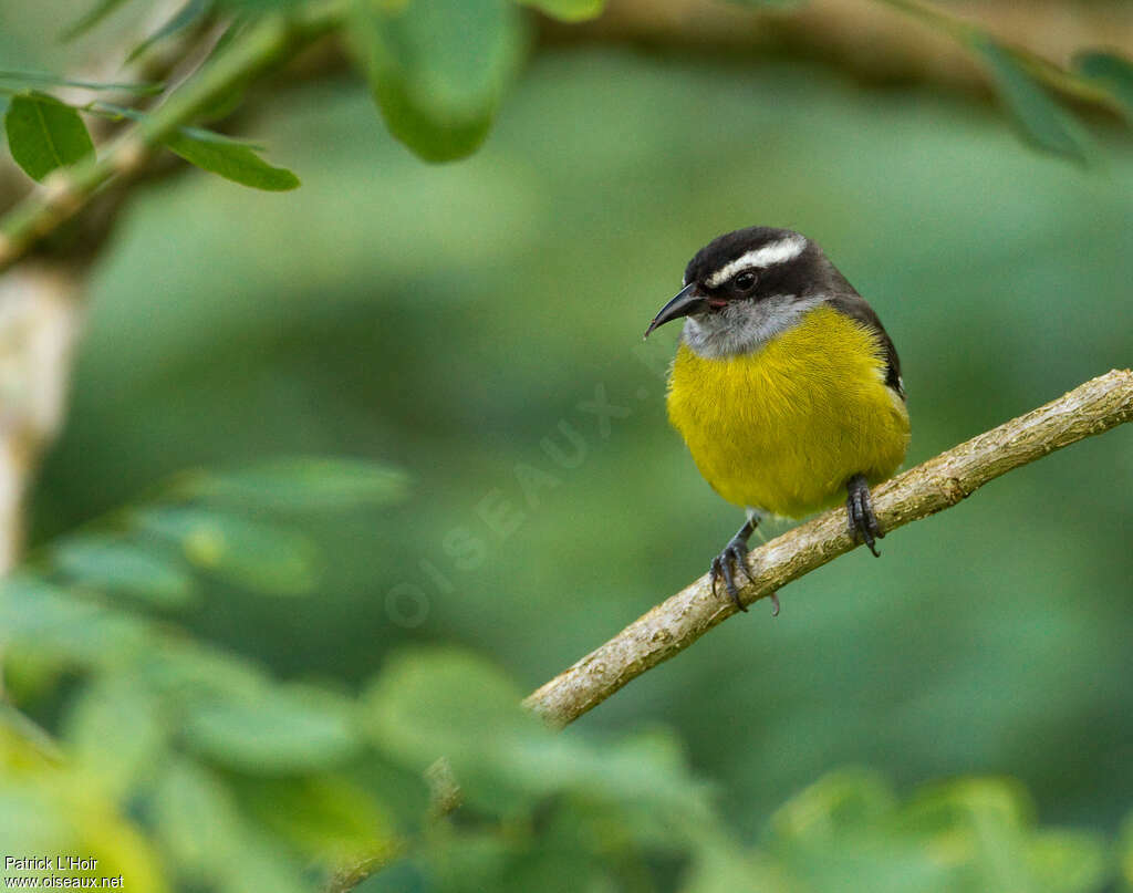 Bananaquitadult, close-up portrait