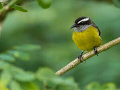 Bananaquit