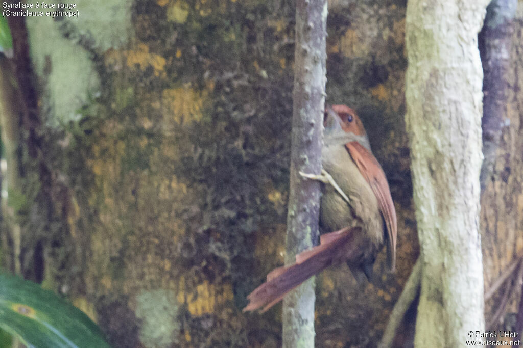 Red-faced Spinetail