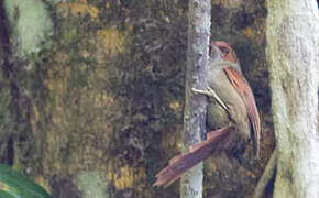 Red-faced Spinetail