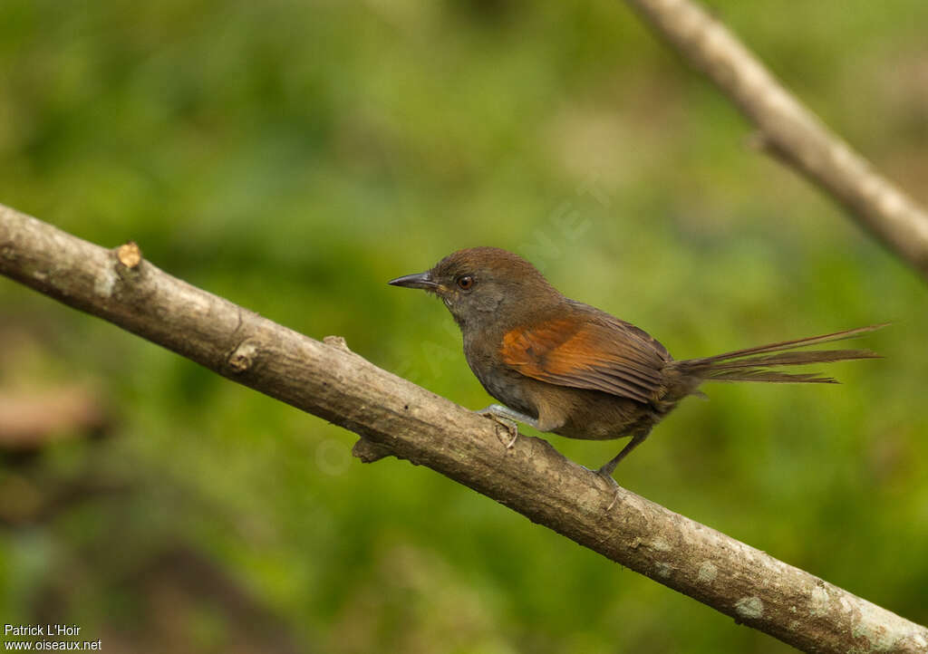 Slaty Spinetailimmature, identification