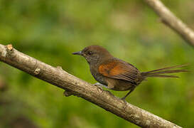 Slaty Spinetail