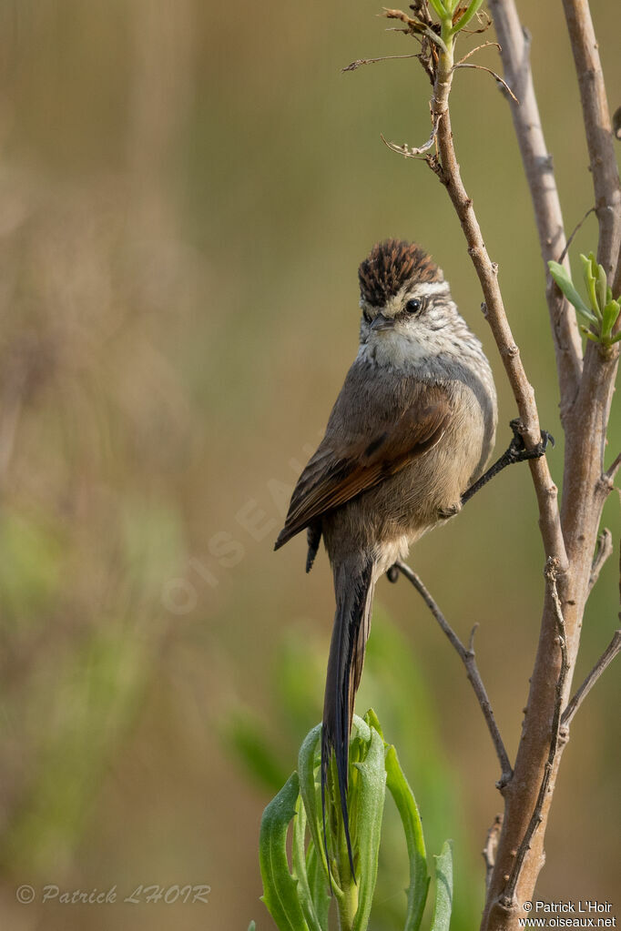 Plain-mantled Tit-Spinetail