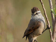 Plain-mantled Tit-Spinetail