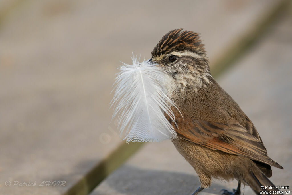 Plain-mantled Tit-Spinetail