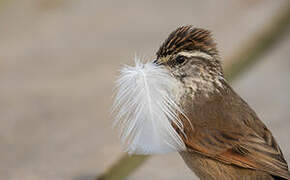 Plain-mantled Tit-Spinetail