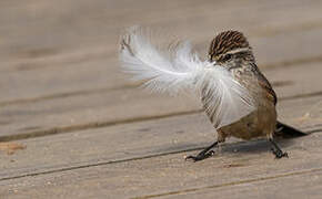 Plain-mantled Tit-Spinetail