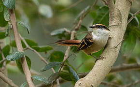 Thorn-tailed Rayadito