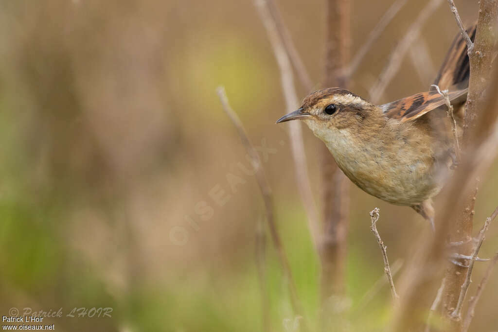 Wren-like Rushbirdadult