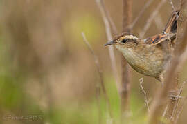 Wren-like Rushbird