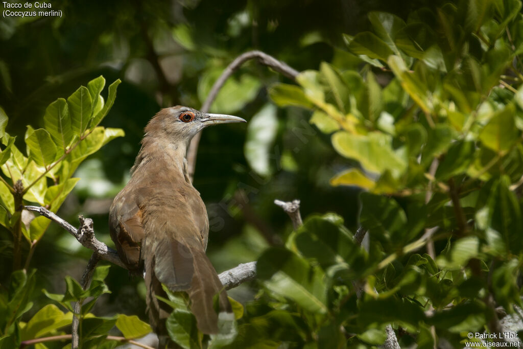 Great Lizard Cuckoo