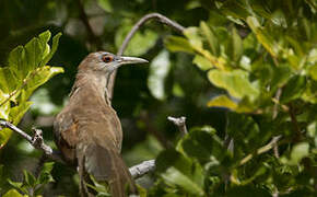 Great Lizard Cuckoo