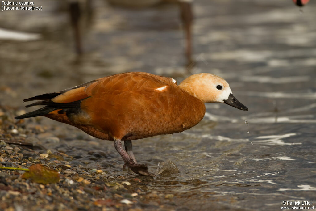 Ruddy Shelduck