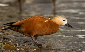 Ruddy Shelduck