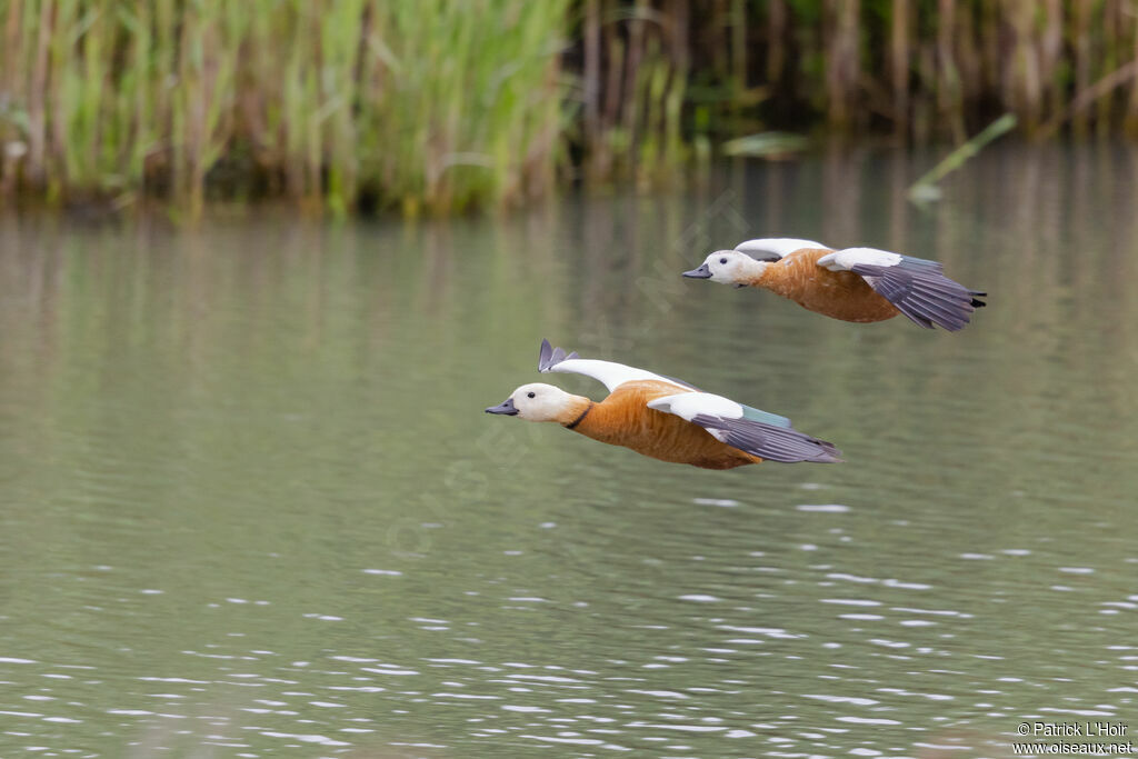 Ruddy Shelduckadult breeding