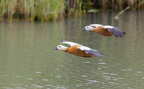 Ruddy Shelduck