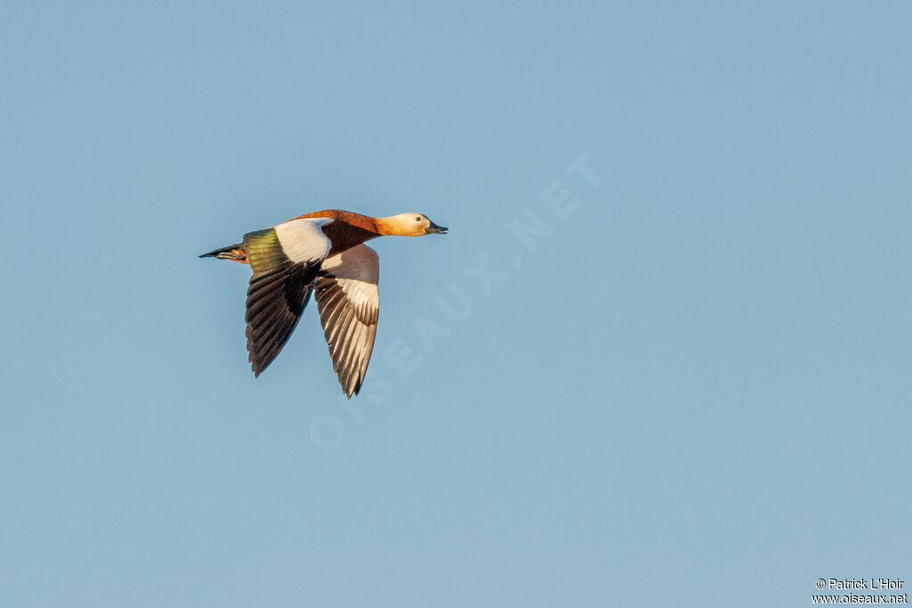 Ruddy Shelduck