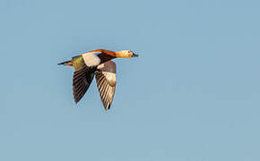 Ruddy Shelduck