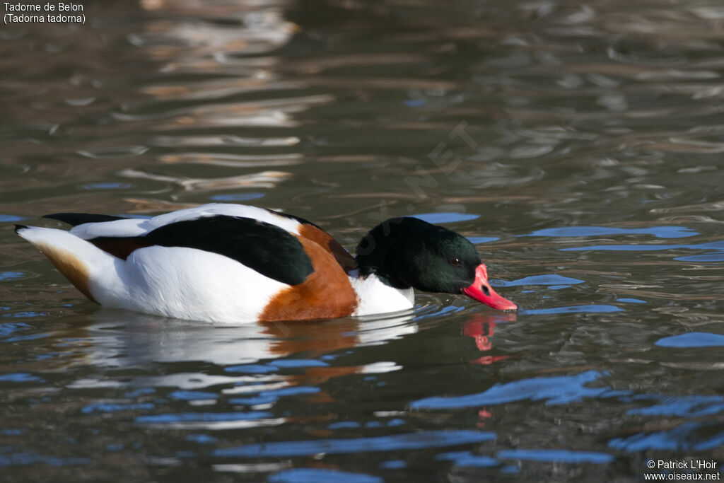 Common Shelduck