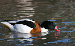 Common Shelduck