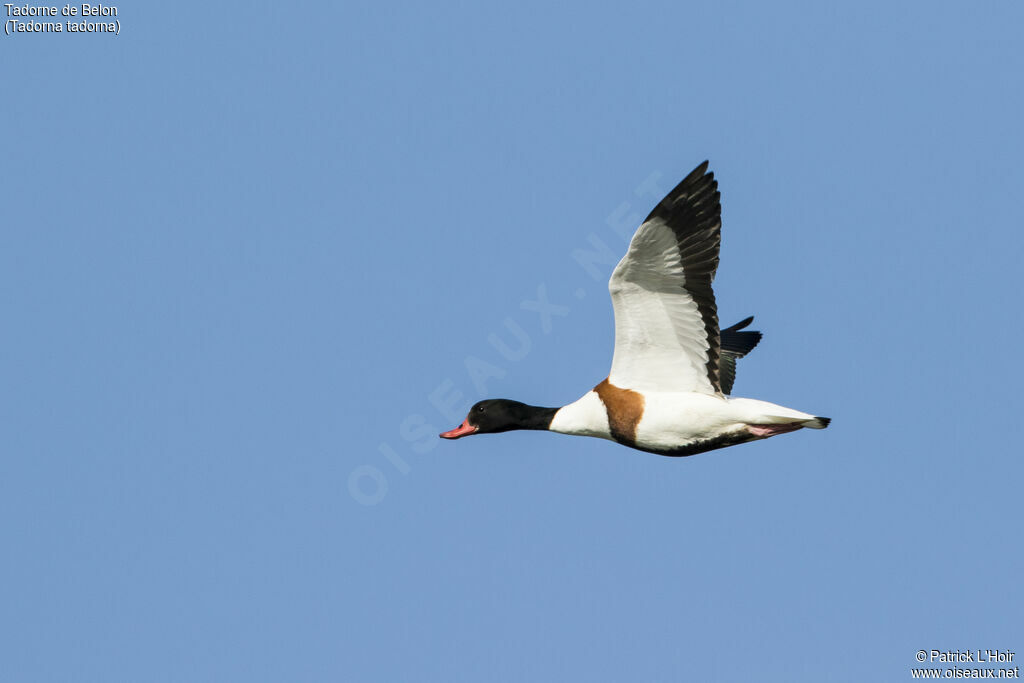 Common Shelduck