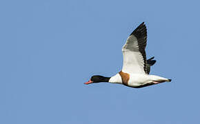 Common Shelduck