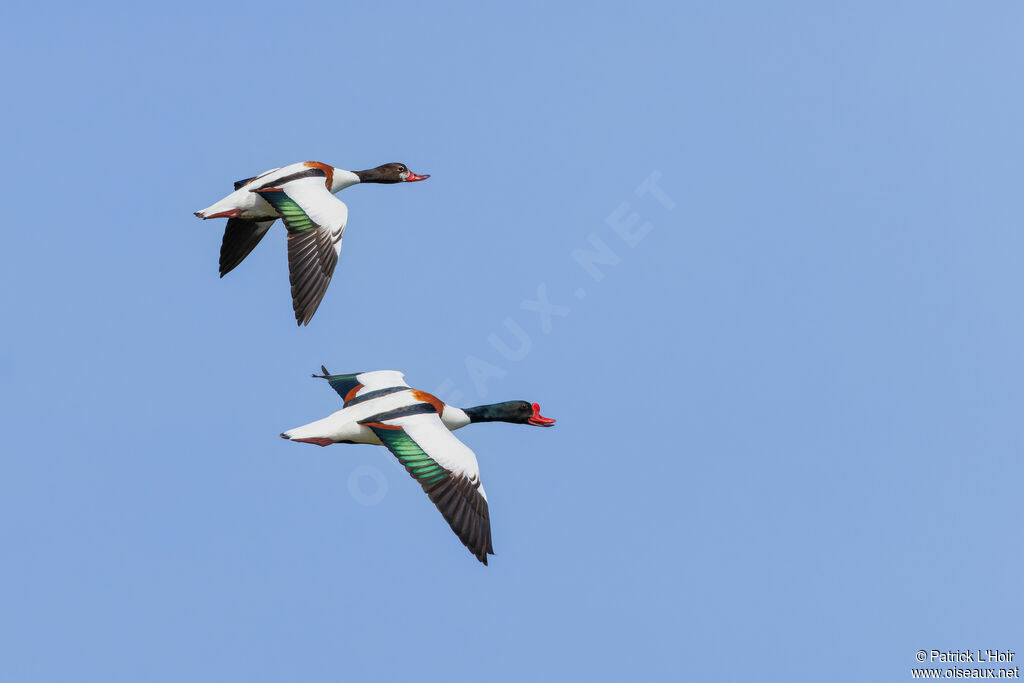 Common Shelduckadult breeding