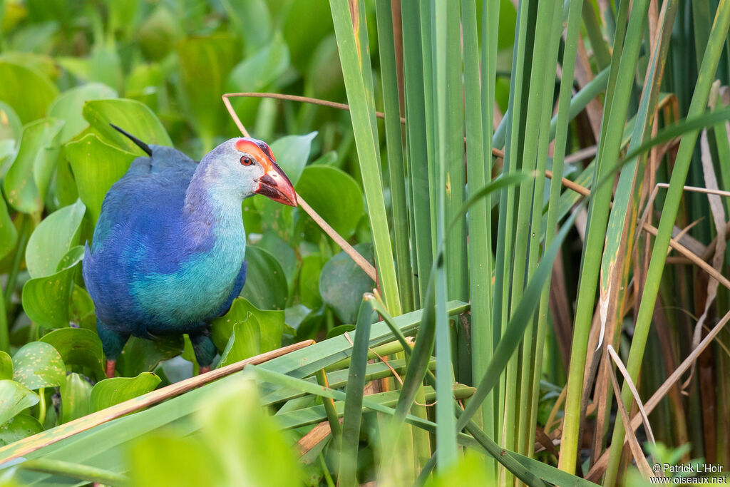 Grey-headed Swamphenadult