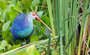 Grey-headed Swamphen