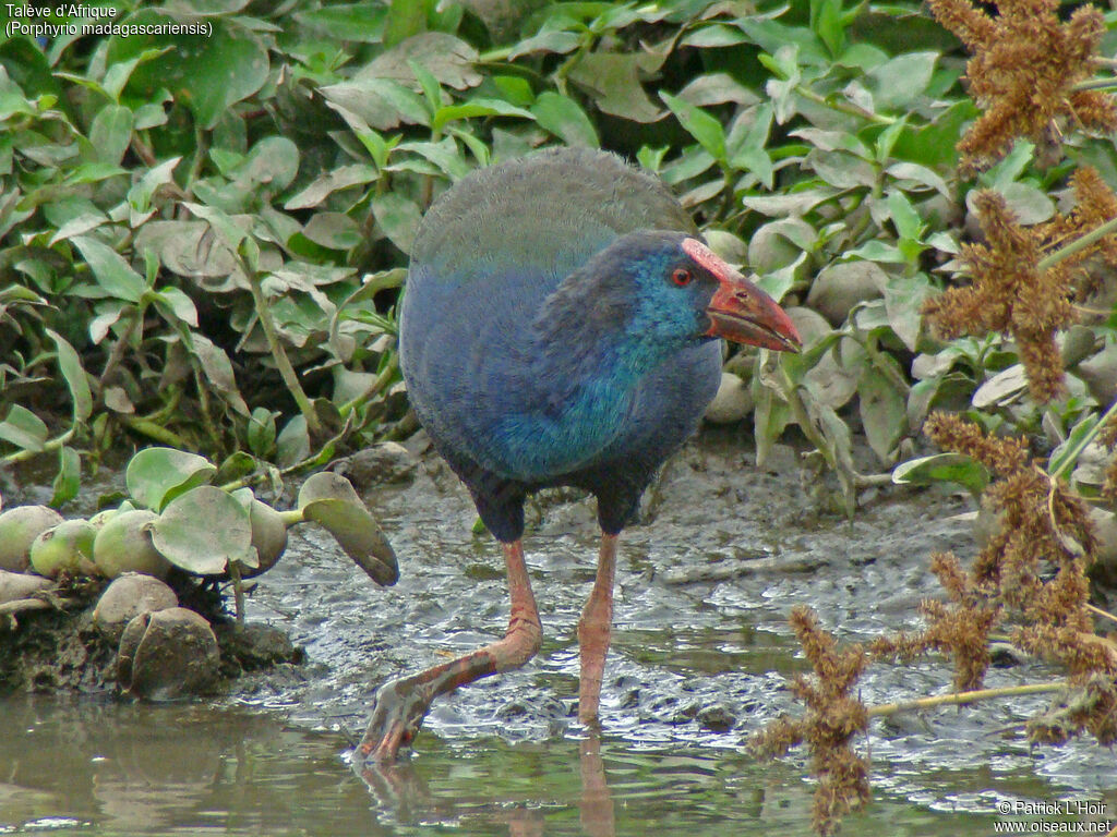 African Swamphen