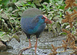 African Swamphen