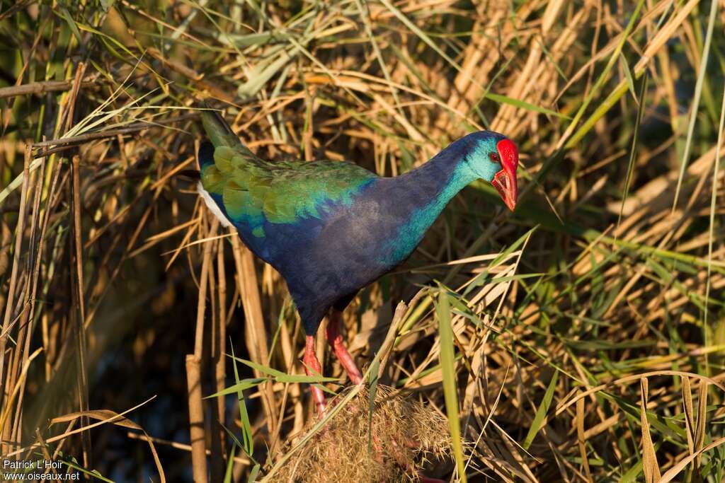 Talève d'Afriqueadulte nuptial, identification